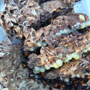 秋のスズメバチ