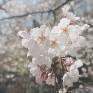 ハネアリについて